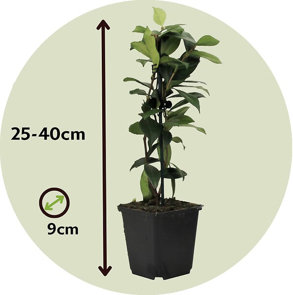 PLANT IN A BOX - Jasmin étoilé - Set de 3 - Trachelospermum jasminoides - Hauteur 25-40cm - ⌀9cm - large