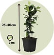 PLANT IN A BOX - Jasmin étoilé - Set de 6 - Trachelospermum jasminoides - Hauteur 25-40cm - ⌀9cm - vignette
