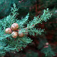 PLANT IN A BOX - Cyprès de Provence - Cupressus sempervirens 'Totem' - Hauteur 60-80cm - ⌀19cm - vignette