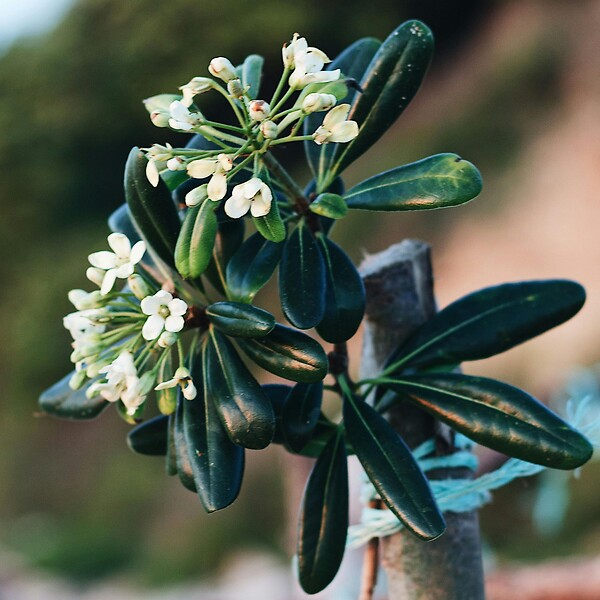 PLANT IN A BOX - Pittospore du Japon - Pittosporum tobira nanum - Hauteur 30-40cm - ⌀19cm - large