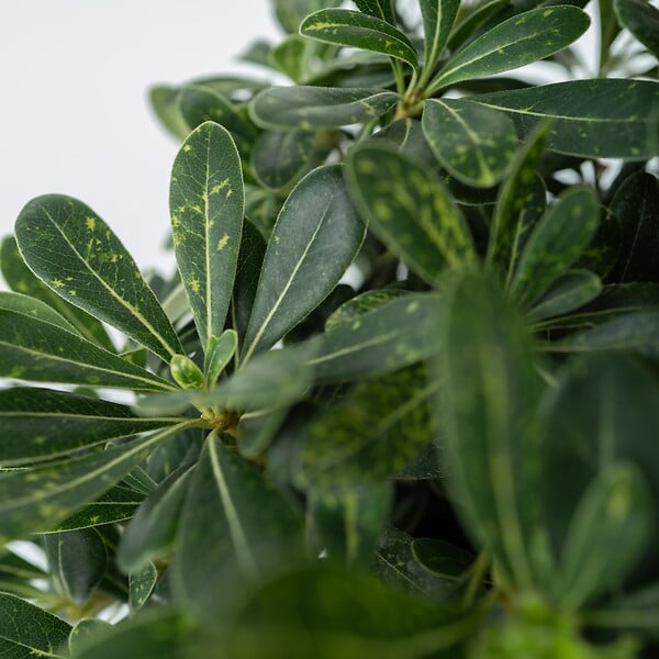 PLANT IN A BOX - Pittospore du Japon - Pittosporum tobira nanum - Hauteur 30-40cm - ⌀19cm - large