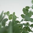PLANT IN A BOX - Gommier - Set de 6 - Eucalyptus 'Pulverulenta' - Hauteur 25-40cm - ⌀12cm - vignette