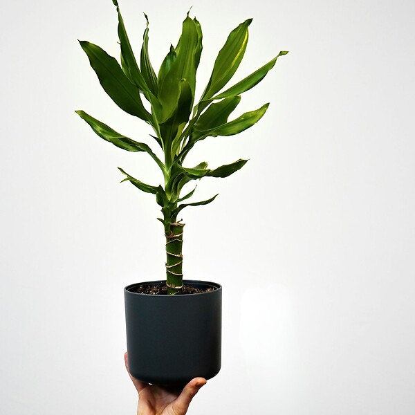 PLANT IN A BOX - Dragonnier - Set de 2 - Dracaena Deremensis 'Warneckei' - H60-70cm - ⌀17cm - large