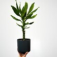 PLANT IN A BOX - Dragonnier - Set de 2 - Dracaena Deremensis 'Warneckei' - H60-70cm - ⌀17cm - vignette
