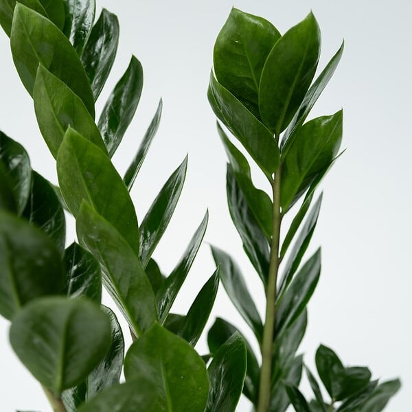 PLANT IN A BOX - Plante ZZ - Zamioculcas Emerald - Hauteur 70-80cm - ⌀21cm - large