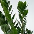 PLANT IN A BOX - Plante ZZ - Zamioculcas Emerald - Hauteur 70-80cm - ⌀21cm - vignette