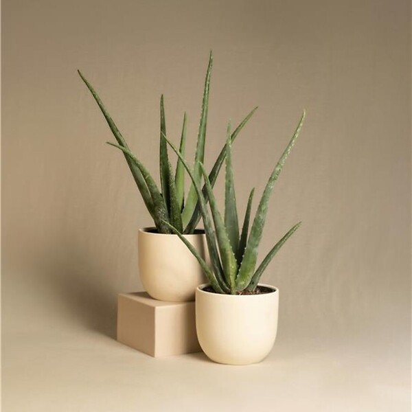 PLANT IN A BOX - Aloe vera - Set de 3 - Aloe barbadensis - Hauteur 25-40cm - ⌀10,5cm - large