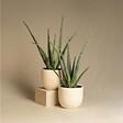 PLANT IN A BOX - Aloe vera - Set de 3 - Aloe barbadensis - Hauteur 25-40cm - ⌀10,5cm - vignette