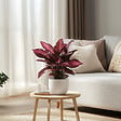 PLANT IN A BOX - Feuille de sang - Set de 2 - Iresine herbstii - Hauteur 20-30cm - ⌀13cm - vignette
