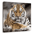 CEANOTHE - Tableau sur toile tigre de Sibérie 65x65 cm - vignette