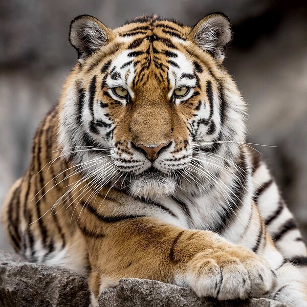 CEANOTHE - Tableau sur toile tigre de Sibérie 65x65 cm - large