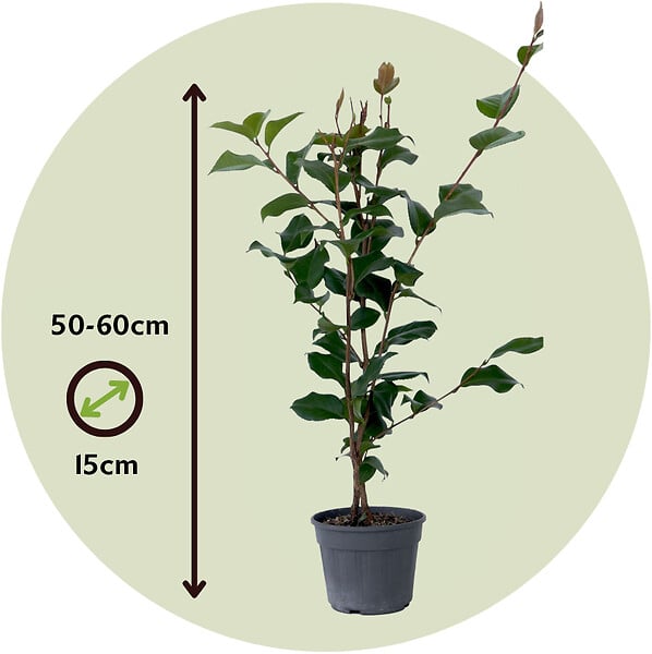 PLANT IN A BOX - Camélia - Camellia japonica 'Dr. King' - Hauteur 50-60cm - ⌀15cm - large