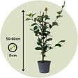 PLANT IN A BOX - Camélia - Camellia japonica 'Dr. King' - Hauteur 50-60cm - ⌀15cm - vignette
