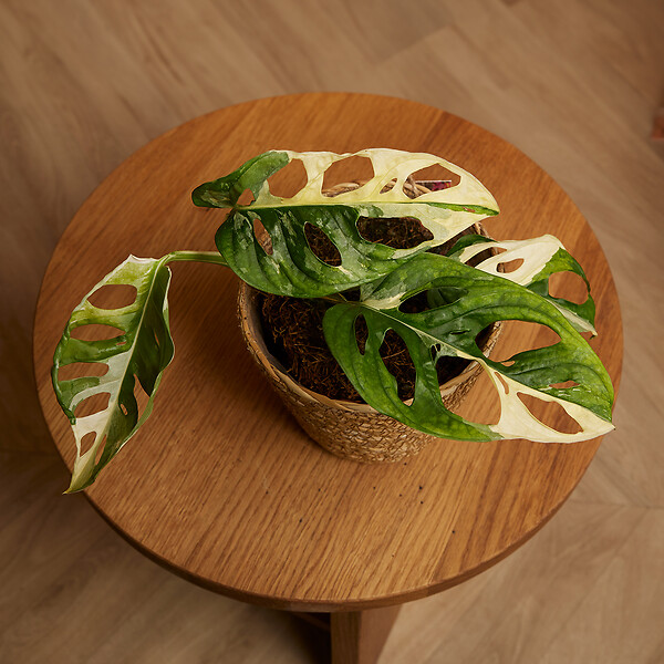 BLOOMIQUE - Monstera Adansonii Variegata - Masque de singe - Hauteur 20-25 cm - Pot 12 cm - large