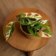 BLOOMIQUE - Monstera Adansonii Variegata - Masque de singe - Hauteur 20-25 cm - Pot 12 cm - vignette