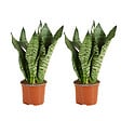 BLOOMIQUE - Lot de 2 - Sansevieria Zeylanica - Langue de belle-mère - P. 12 cm - H. 30-40 cm - vignette