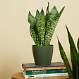 BLOOMIQUE - Lot de 2 - Sansevieria Zeylanica - Langue de belle-mère - P. 12 cm - H. 30-40 cm - vignette