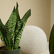 BLOOMIQUE - Lot de 2 - Sansevieria Zeylanica - Langue de belle-mère - P. 12 cm - H. 30-40 cm - vignette