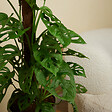 BLOOMIQUE - Lot de 2 - Monstera Adansonii avec Bâton de Mousse - Feuille de Singe - H. 70-80 cm - P. 17 cm - vignette