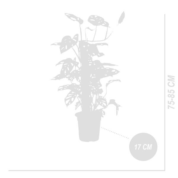 BLOOMIQUE - Lot de 2 - Monstera Adansonii avec Bâton de Mousse - Feuille de Singe - H. 70-80 cm - P. 17 cm - large