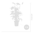 BLOOMIQUE - Lot de 2 - Monstera Adansonii avec Bâton de Mousse - Feuille de Singe - H. 70-80 cm - P. 17 cm - vignette