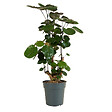 BLOOMIQUE - Polyscias Fabian - Aralia - Plantes d'intérieur - Purifiant l'air - 80-100 cm de Haut - Pot 21cm - vignette