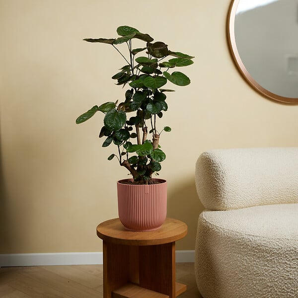 BLOOMIQUE - Polyscias Fabian - Aralia - Plantes d'intérieur - Purifiant l'air - 80-100 cm de Haut - Pot 21cm - large