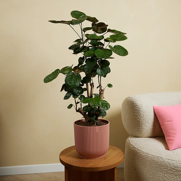 BLOOMIQUE - Polyscias Fabian - Aralia - Plantes d'intérieur - Purifiant l'air - 80-100 cm de Haut - Pot 21cm - large