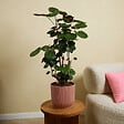 BLOOMIQUE - Polyscias Fabian - Aralia - Plantes d'intérieur - Purifiant l'air - 80-100 cm de Haut - Pot 21cm - vignette