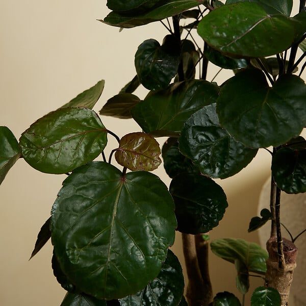 BLOOMIQUE - Polyscias Fabian - Aralia - Plantes d'intérieur - Purifiant l'air - 80-100 cm de Haut - Pot 21cm - large