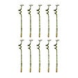 BLOOMIQUE - Lot de 10 - Dracaena Sanderiana - Lucky Bamboo - Lucky Bamboo - Plantes d'intérieur - H. 40-50 cm - vignette