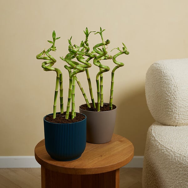 BLOOMIQUE - Lot de 10 - Dracaena Sanderiana - Lucky Bamboo - Lucky Bamboo - Plantes d'intérieur - H. 40-50 cm - large