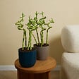BLOOMIQUE - Lot de 10 - Dracaena Sanderiana - Lucky Bamboo - Lucky Bamboo - Plantes d'intérieur - H. 40-50 cm - vignette