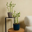 BLOOMIQUE - Lot de 10 - Dracaena Sanderiana - Lucky Bamboo - Lucky Bamboo - Plantes d'intérieur - H. 40-50 cm - vignette