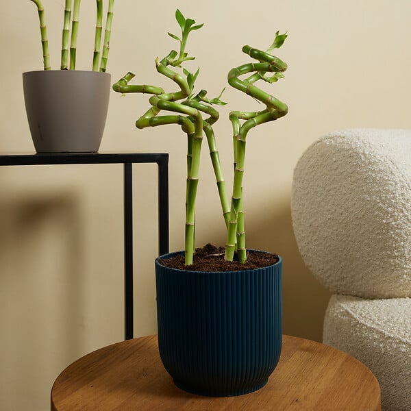 BLOOMIQUE - Lot de 10 - Dracaena Sanderiana - Lucky Bamboo - Lucky Bamboo - Plantes d'intérieur - H. 40-50 cm - large