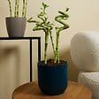 BLOOMIQUE - Lot de 10 - Dracaena Sanderiana - Lucky Bamboo - Lucky Bamboo - Plantes d'intérieur - H. 40-50 cm - vignette