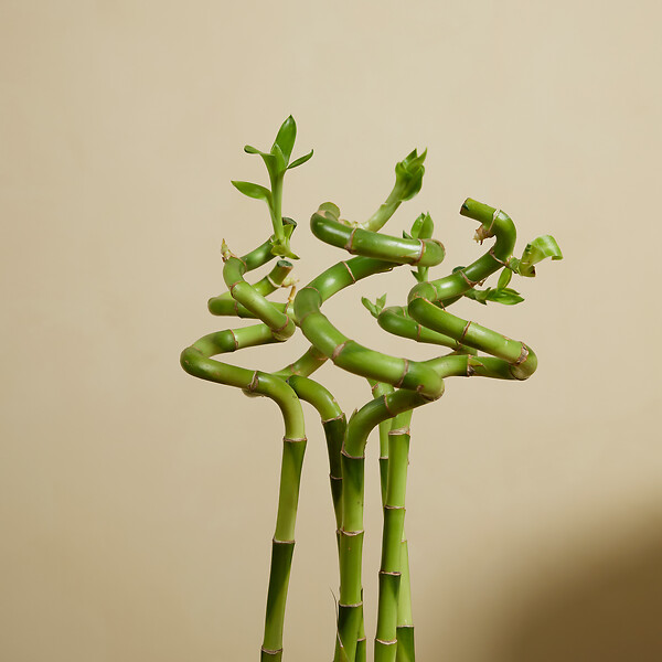 BLOOMIQUE - Lot de 10 - Dracaena Sanderiana - Lucky Bamboo - Lucky Bamboo - Plantes d'intérieur - H. 40-50 cm - large