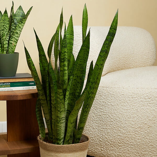 BLOOMIQUE - Sansevieria Zeylanica - Langue de Dame - Plantes d'intérieur - 80-100 cm de haut - Pot 21 cm - large