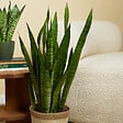 BLOOMIQUE - Sansevieria Zeylanica - Langue de Dame - Plantes d'intérieur - 80-100 cm de haut - Pot 21 cm - vignette