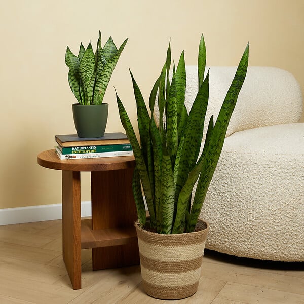 BLOOMIQUE - Sansevieria Zeylanica - Langue de Dame - Plantes d'intérieur - 80-100 cm de haut - Pot 21 cm - large