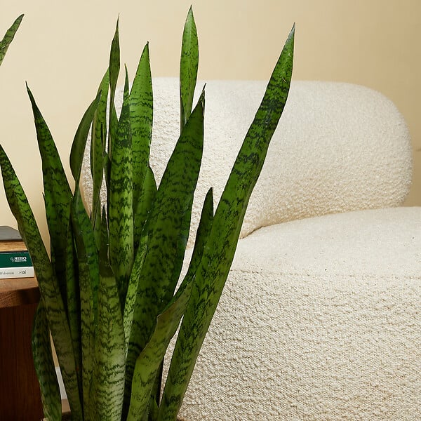 BLOOMIQUE - Sansevieria Zeylanica - Langue de Dame - Plantes d'intérieur - 80-100 cm de haut - Pot 21 cm - large