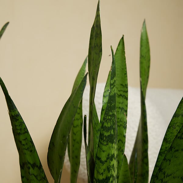 BLOOMIQUE - Sansevieria Zeylanica - Langue de Dame - Plantes d'intérieur - 80-100 cm de haut - Pot 21 cm - large