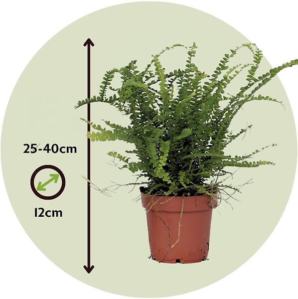 PLANT IN A BOX - Fougère de Duff - Nephrolepis 'Duffii' - Hauteur 25-40cm - ⌀12cm - large