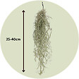 PLANT IN A BOX - Mousse espagnole - Set de 3 - Tillandsia usneoides - Hauteur 25-40cm - ⌀5cm - vignette