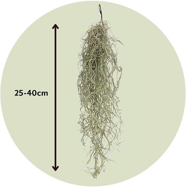 PLANT IN A BOX - Plante aérienne - Set de 6 - Tillandsia usneoides - Hauteur 25-40cm - ⌀5cm - large