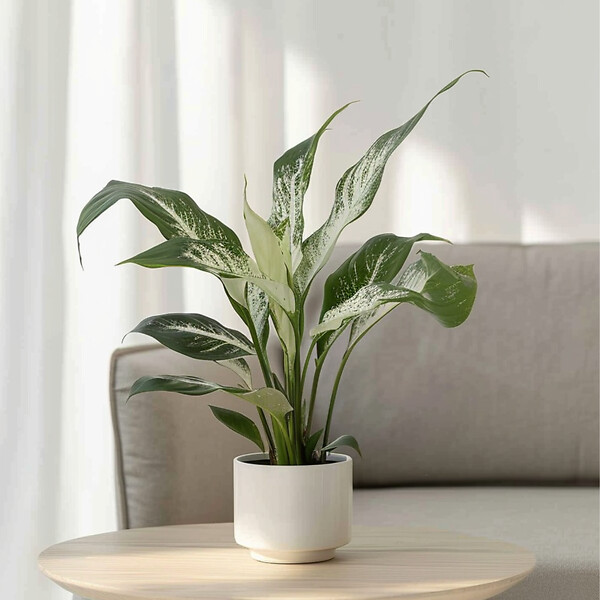 PLANT IN A BOX - Fleur de lune - Spathiphyllum 'Diamond' - Hauteur 40-50cm - ⌀12cm - large