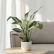 PLANT IN A BOX - Fleur de lune - Spathiphyllum 'Diamond' - Hauteur 40-50cm - ⌀12cm - vignette