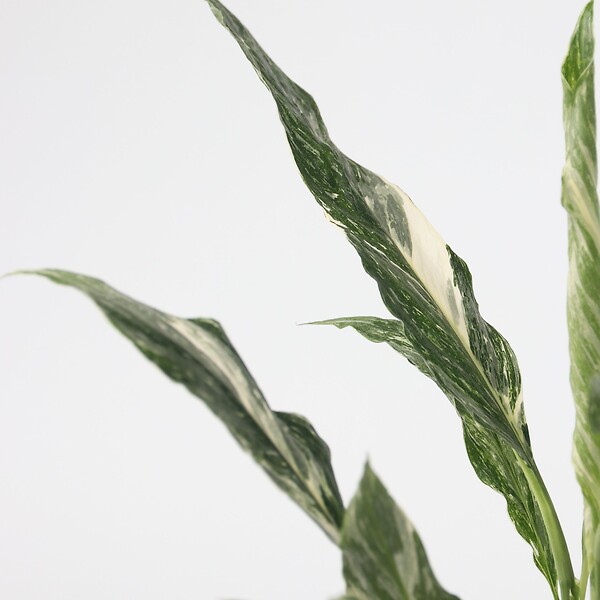 PLANT IN A BOX - Fleur de lune - Spathiphyllum 'Diamond' - Hauteur 40-50cm - ⌀12cm - large