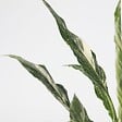 PLANT IN A BOX - Fleur de lune - Spathiphyllum 'Diamond' - Hauteur 40-50cm - ⌀12cm - vignette
