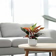 PLANT IN A BOX - Plante verte - Philodendron 'Sun Light' - Hauteur 20-30cm - ⌀12cm - vignette
